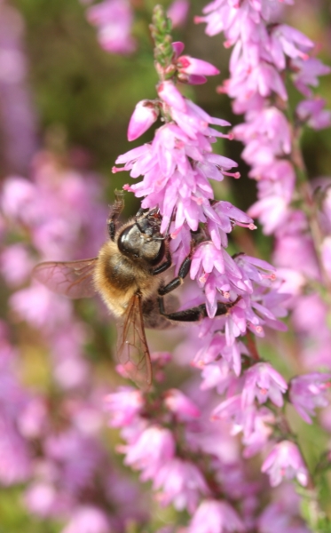 Besenheide (<i>Calluna vulgaris</i>) 